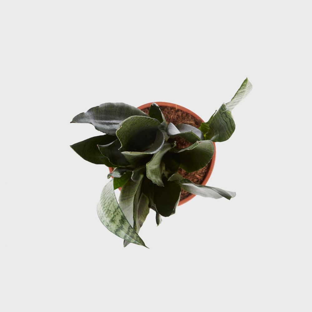 Sansevieria Zeylanica Plant Price in Dubai, UAE - Image 2