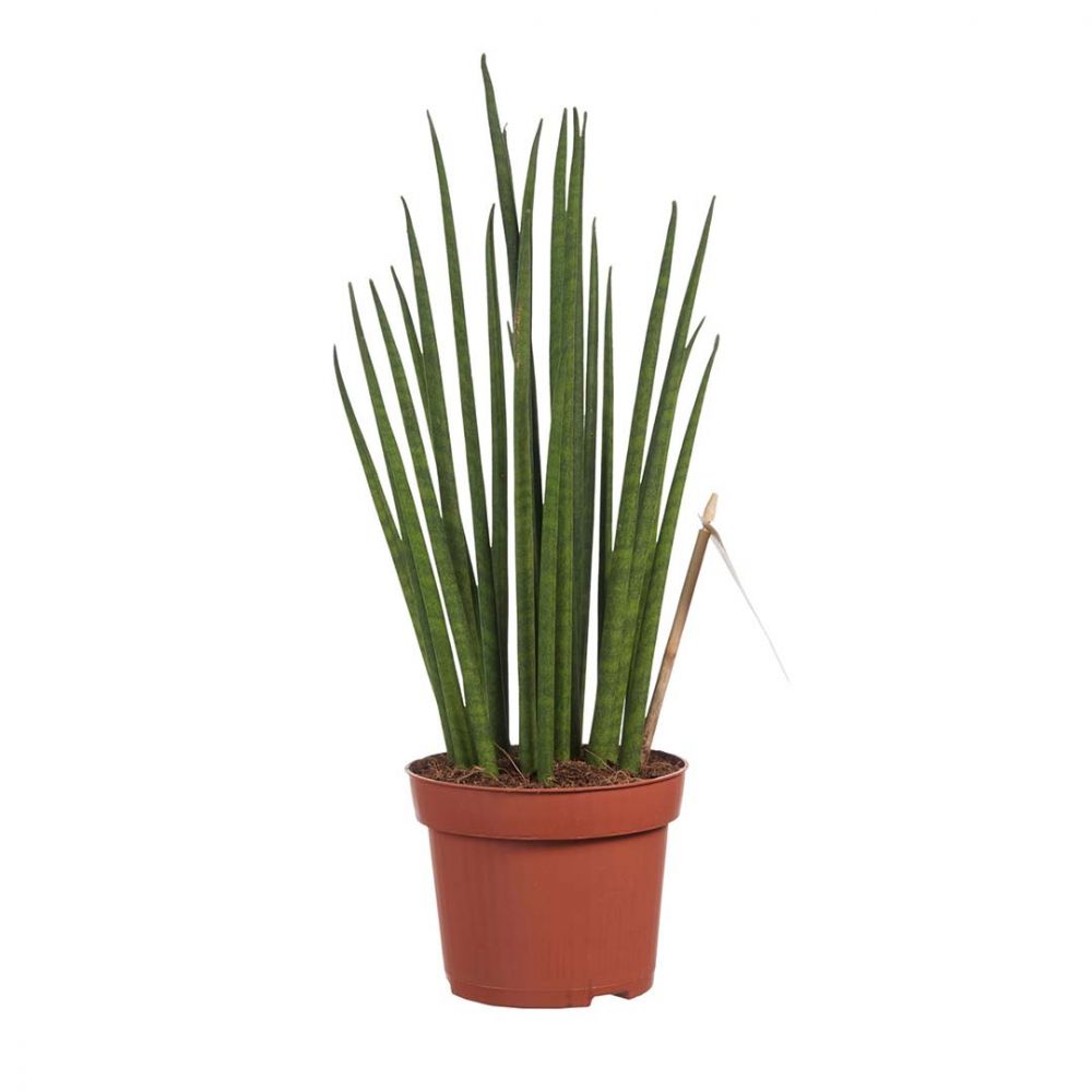 Sansevieria Mikado Plant Price in Dubai, UAE