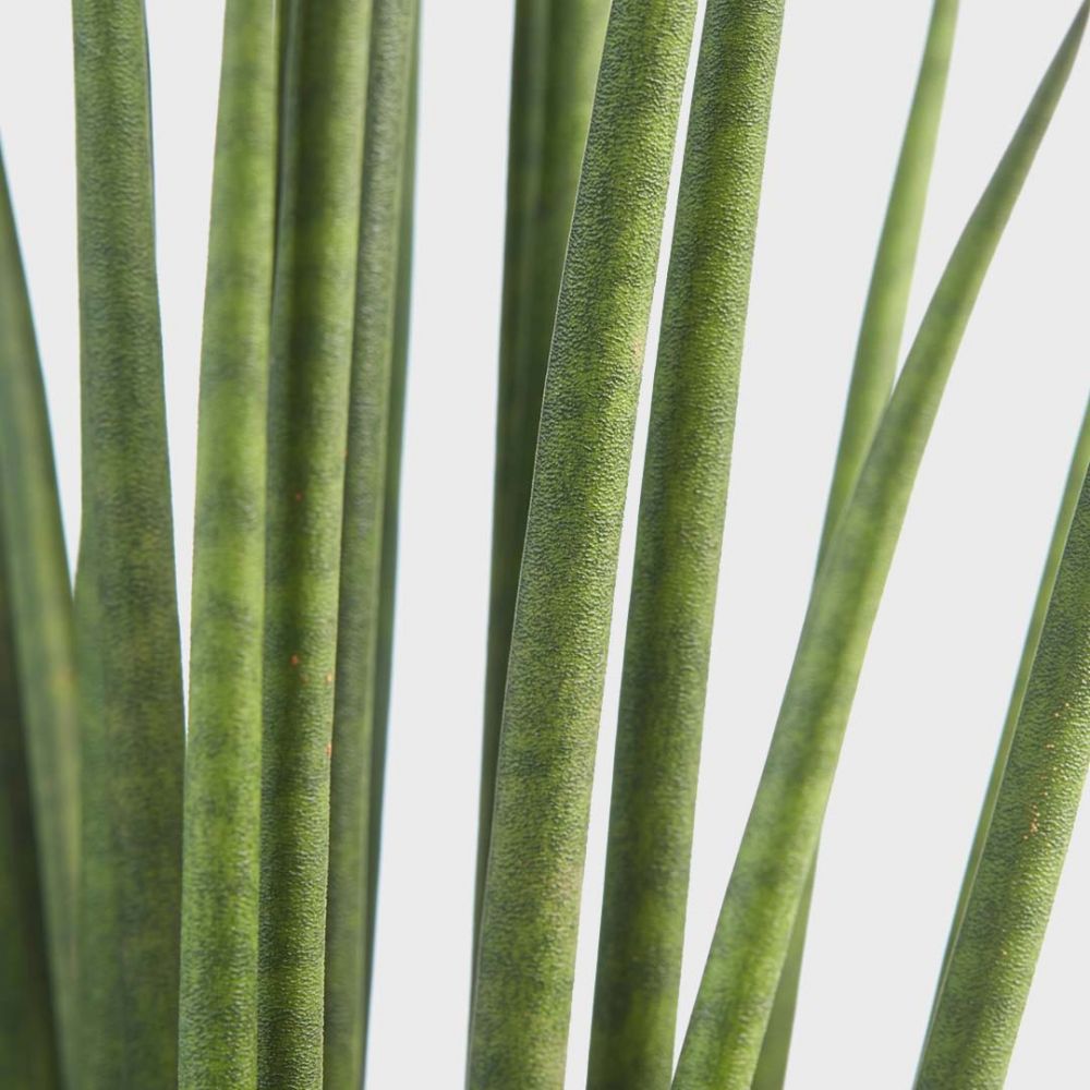 Sansevieria Mikado Plant Price in Dubai, UAE - Image 2