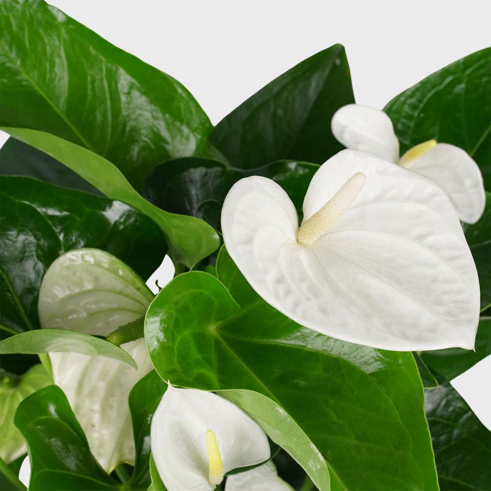 Anthurium Alaska Plant Price in Dubai, UAE - Image 2