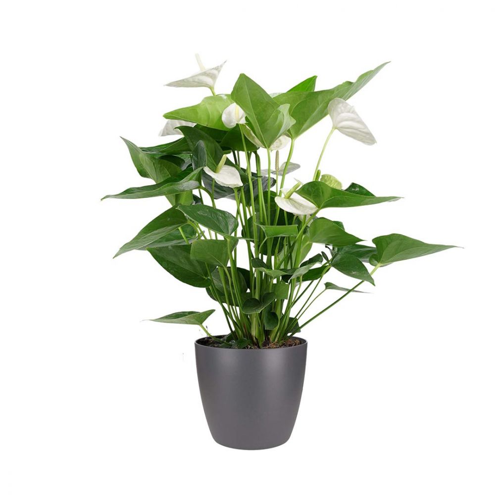 Anthurium Alaska Plant Price in Dubai, UAE