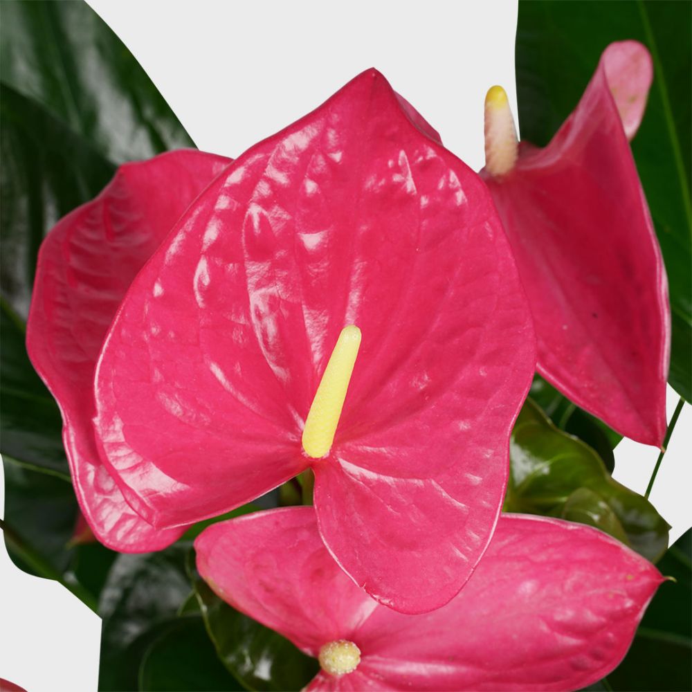 Anthurium Maine Plant Price in Dubai, UAE - Image 2