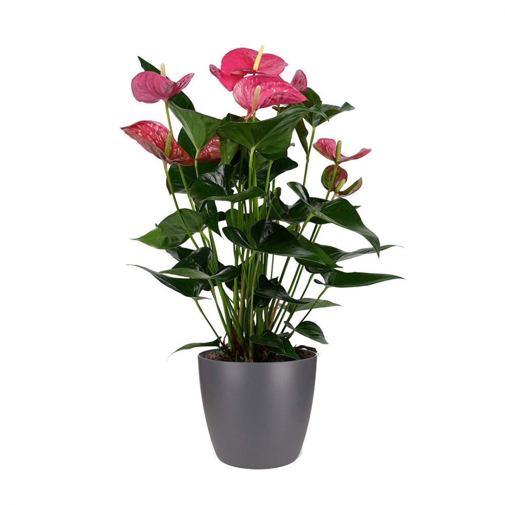 Anthurium Maine Plant Price in Dubai, UAE