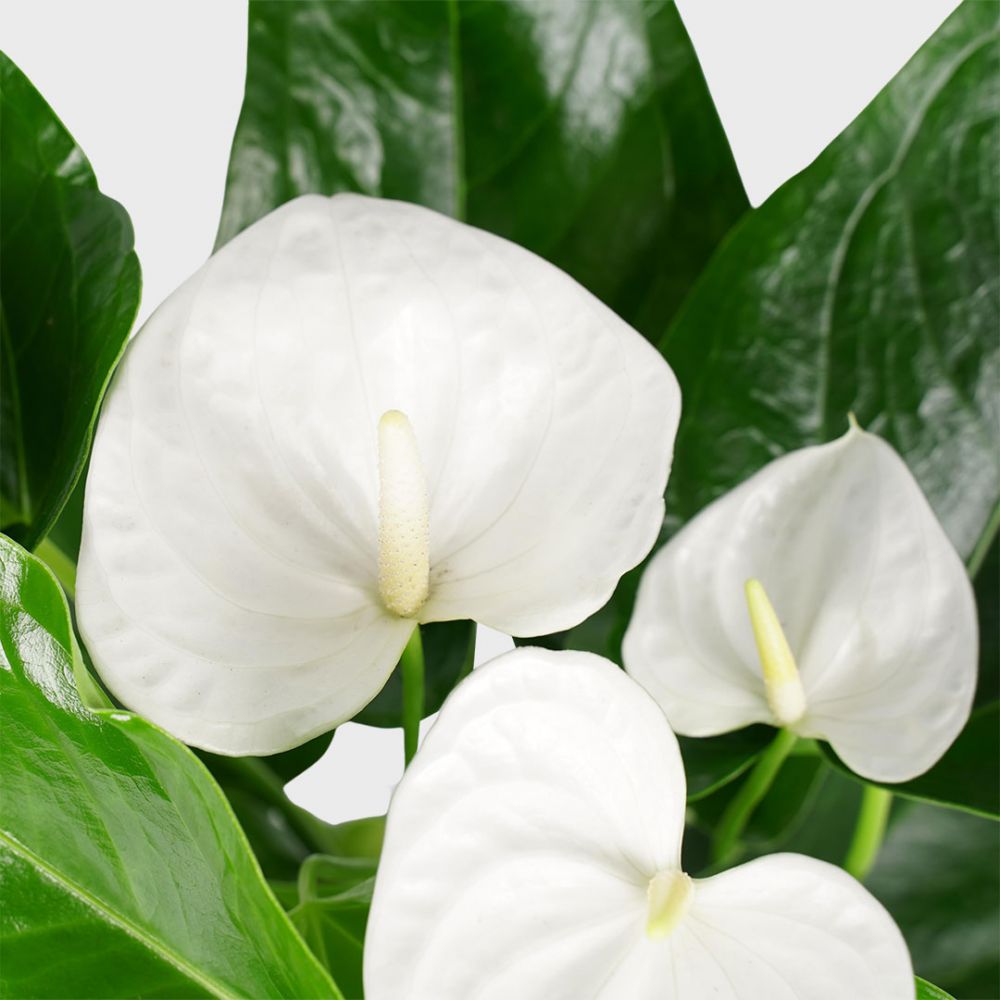 Anthurium Alaska Plant Price in Dubai, UAE - Image 2