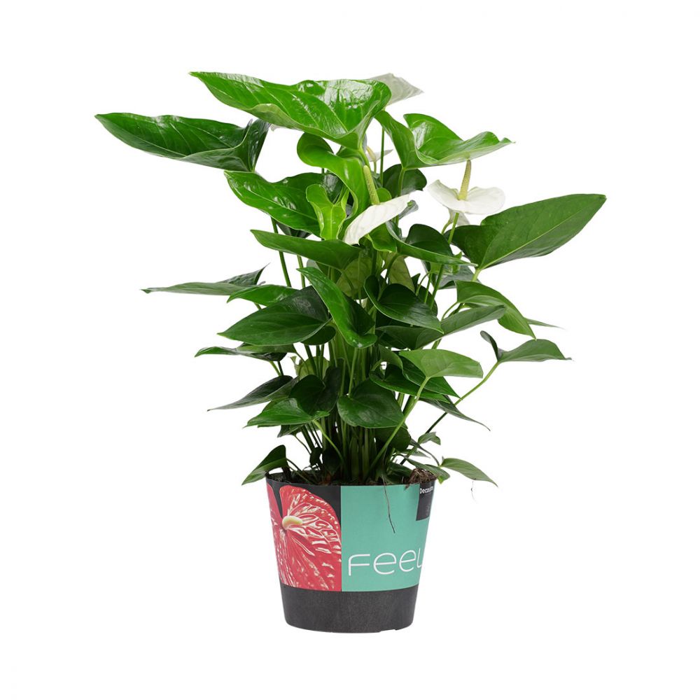 Anthurium Alaska Plant Price in Dubai, UAE