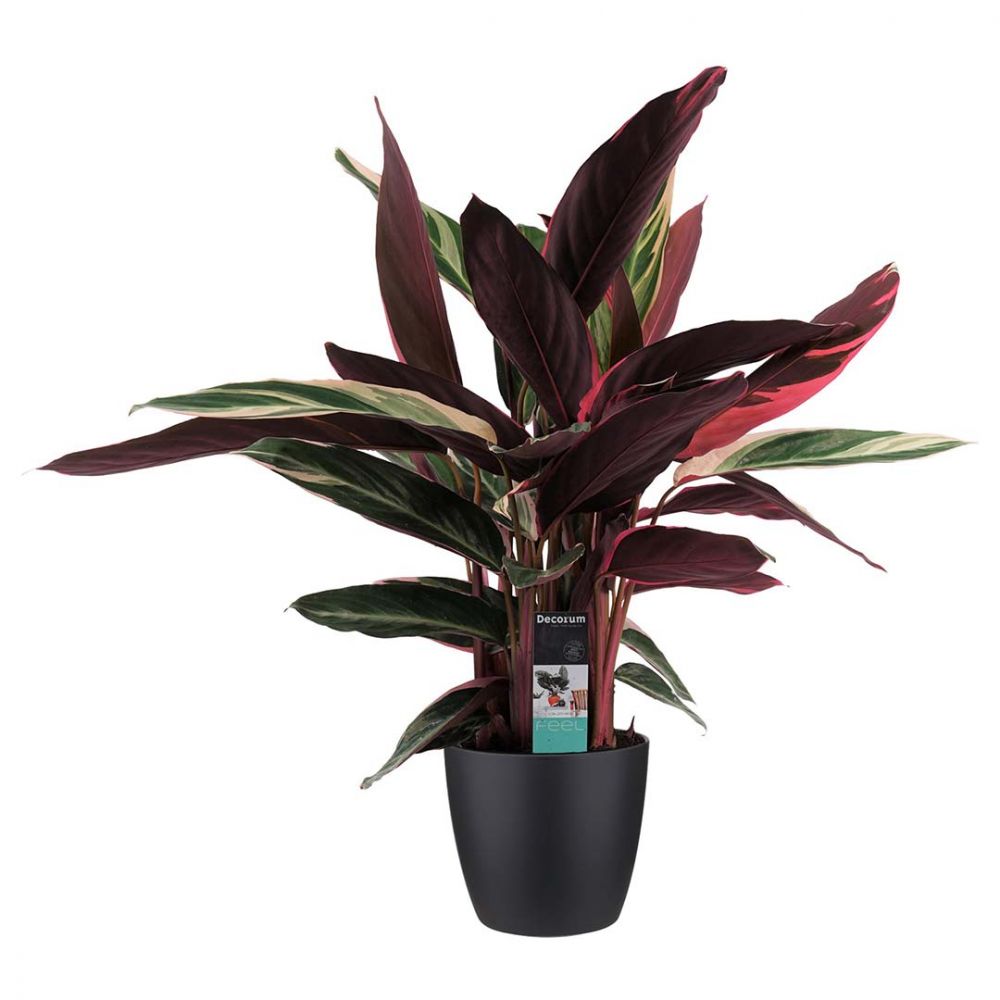 Calathea Triostar Plant Price in Dubai, UAE