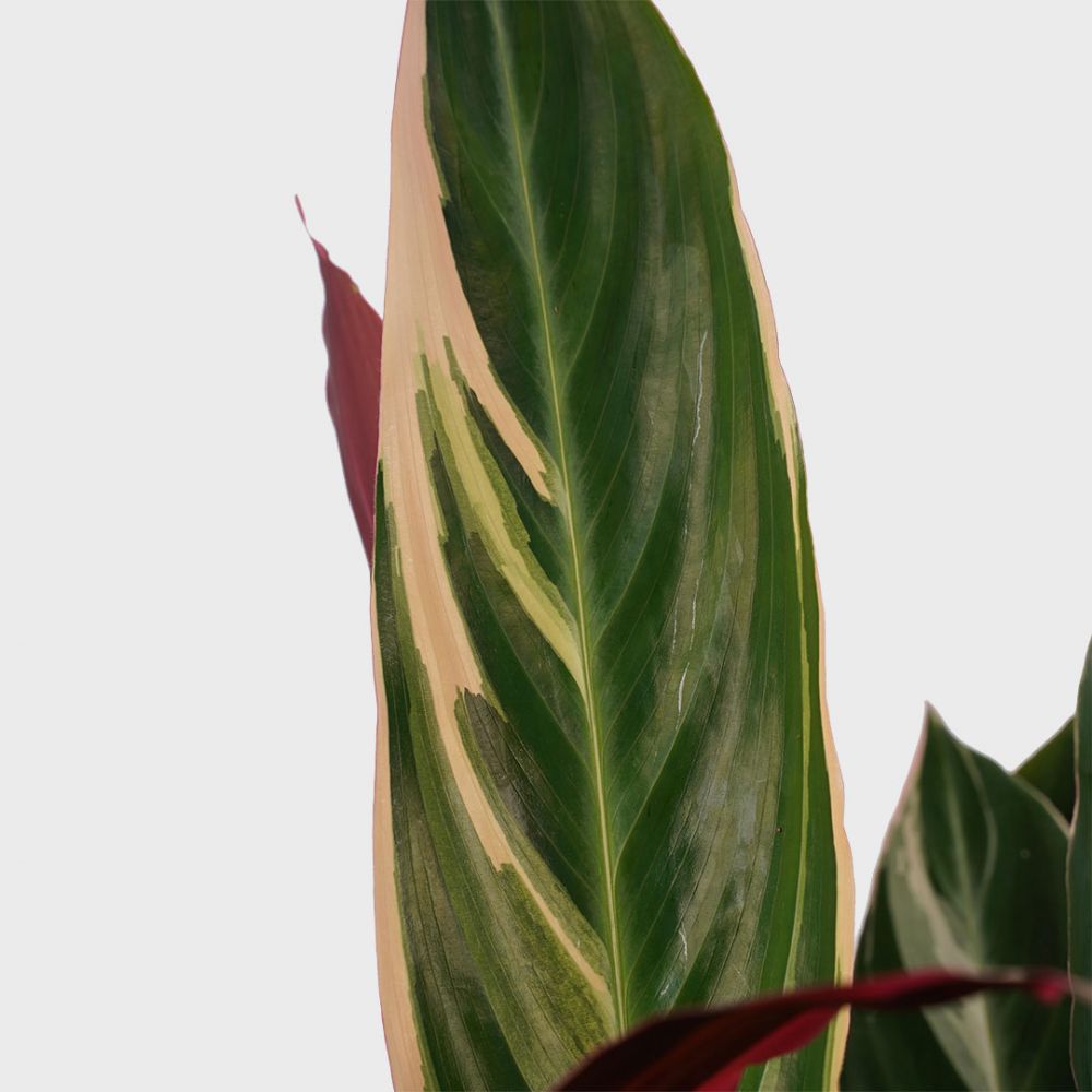 Calathea Triostar Plant Price in Dubai, UAE - Image 2