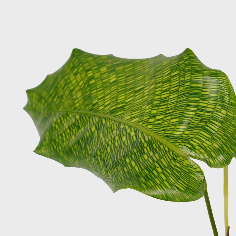 Calathea Network Plant Price in Dubai, UAE - Image 2