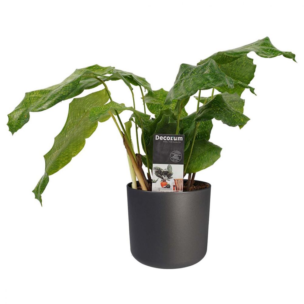 Calathea Network Plant Price in Dubai, UAE