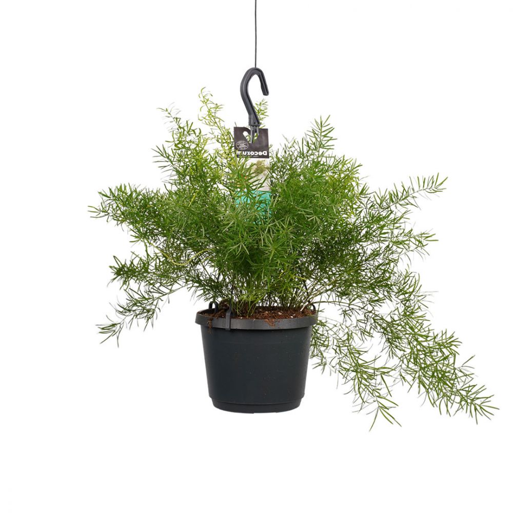 Asparagus Densiflorus Sprengeri Plant Price in Dubai, UAE