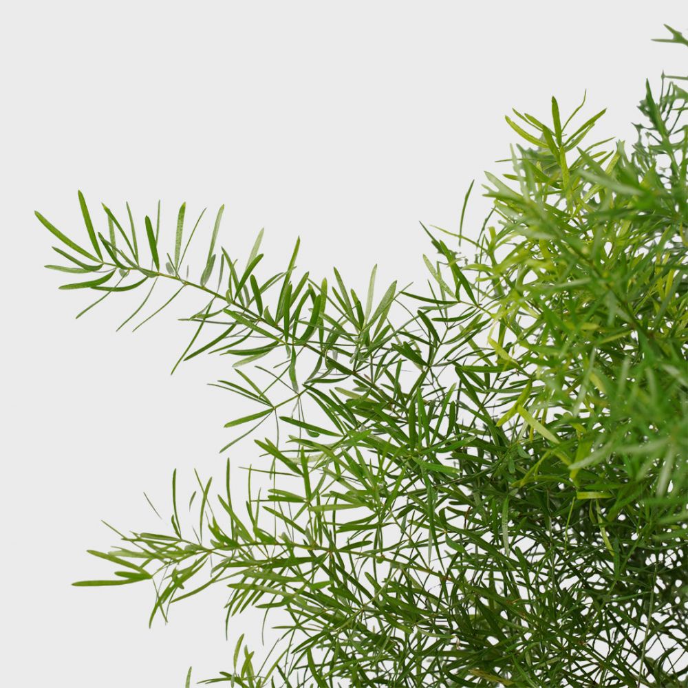 Asparagus Densiflorus Sprengeri Plant Price in Dubai, UAE - Image 2