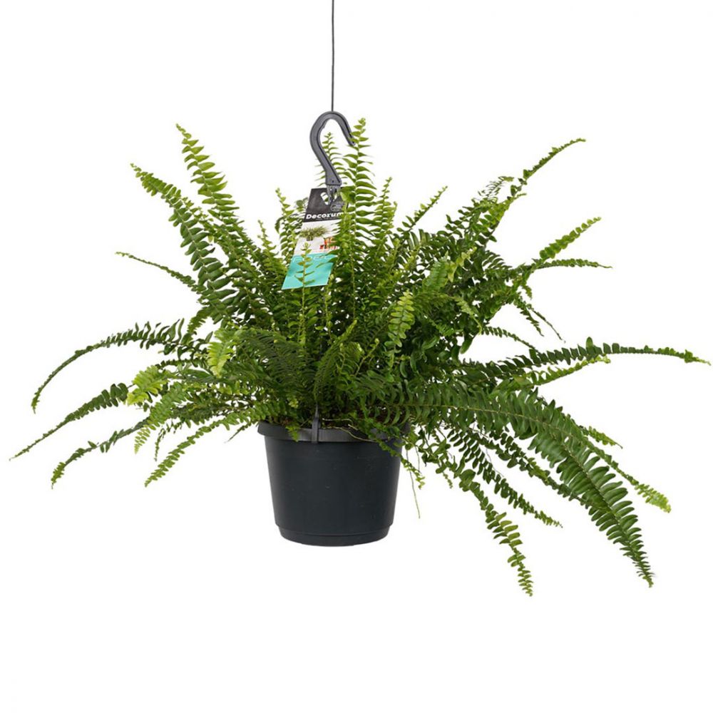 Nephrolepis exaltata Plant Price in Dubai, UAE