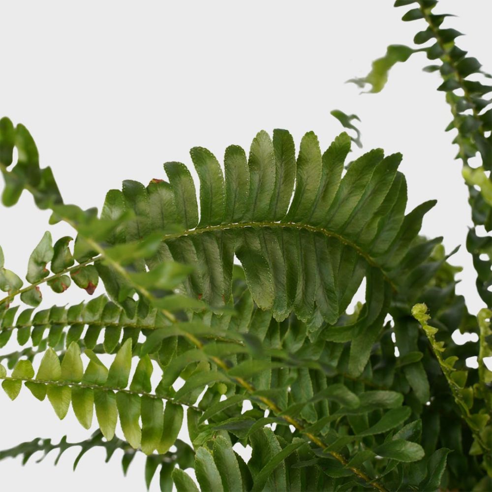 Nephrolepis exaltata Plant Price in Dubai, UAE - Image 2