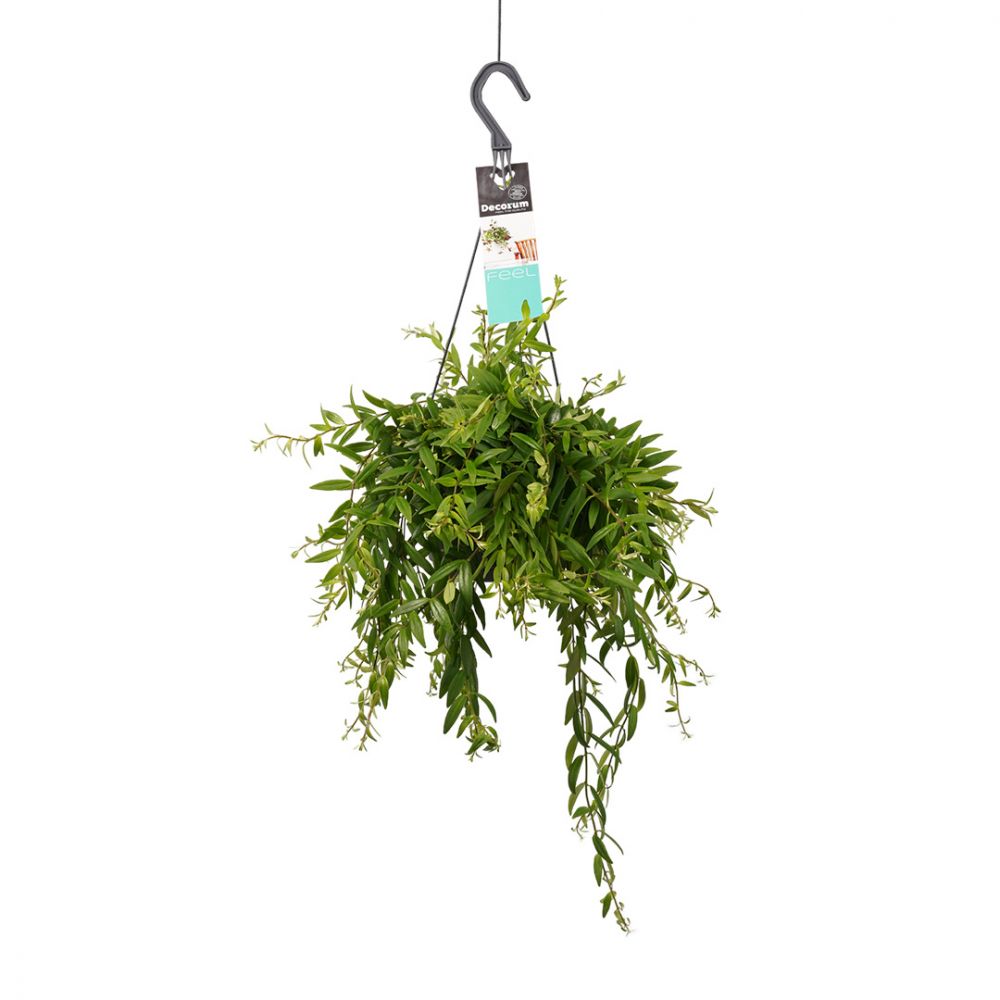 Lipstick plant Japhrolepis Plant Price in Dubai, UAE
