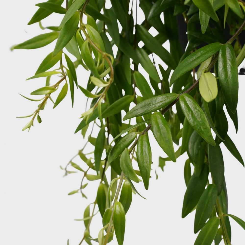 Lipstick plant Japhrolepis Plant Price in Dubai, UAE - Image 2