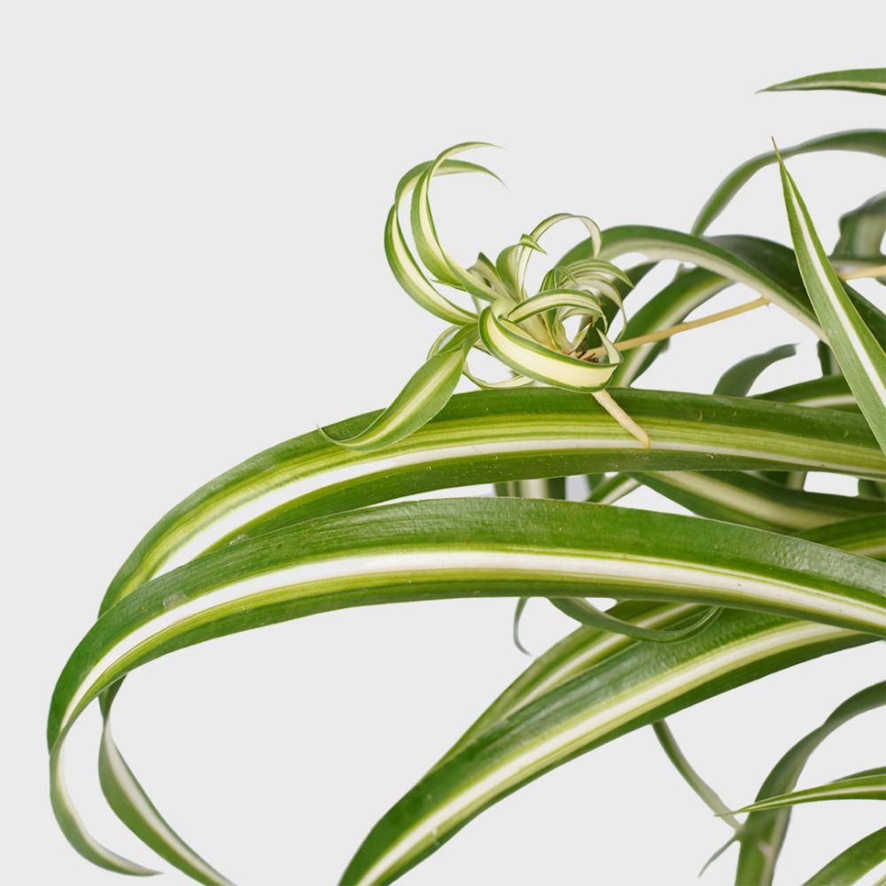 Chlorophytum Bonnie duo Plant Price in Dubai ,UAE - Image 2