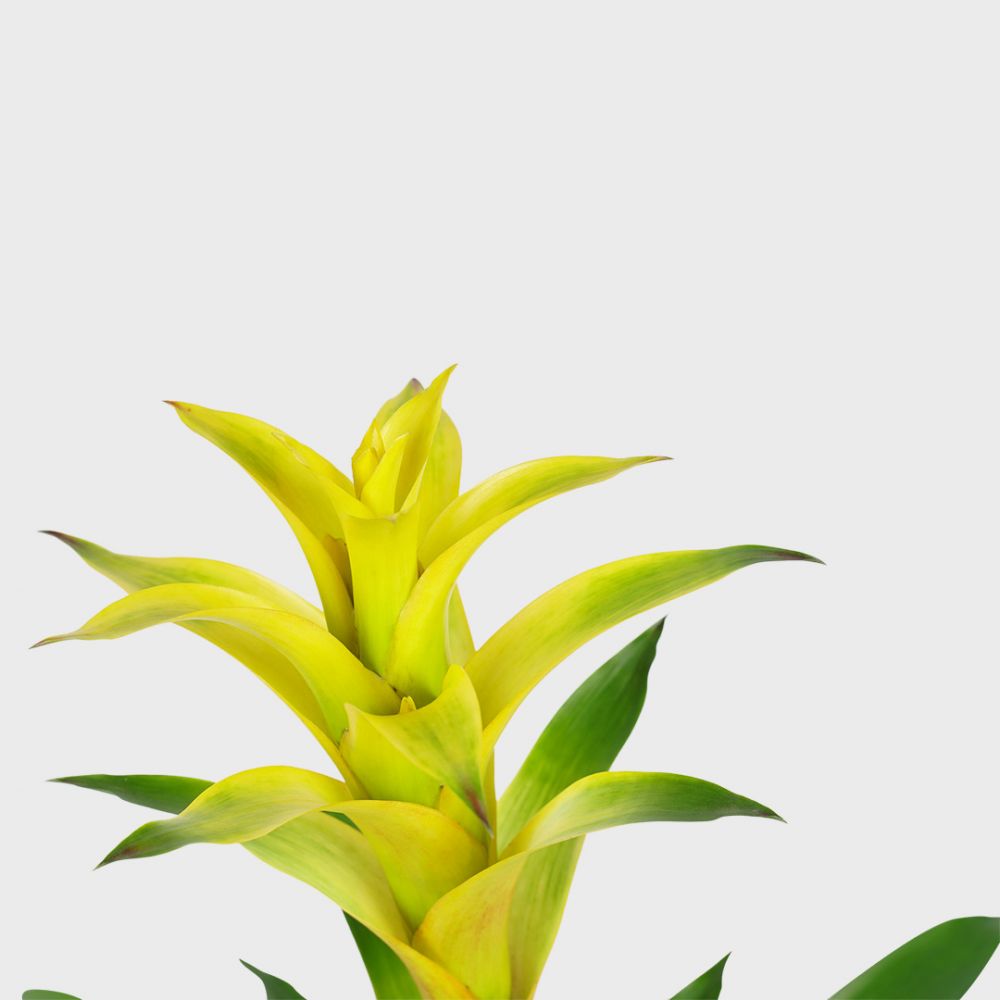 Bromelia Guzmania Hilda Plant Price in Dubai, UAE - Image 2