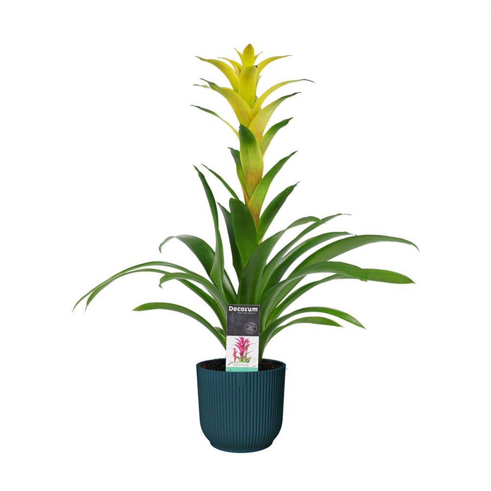Bromelia Guzmania Hilda Plant Price in Dubai, UAE