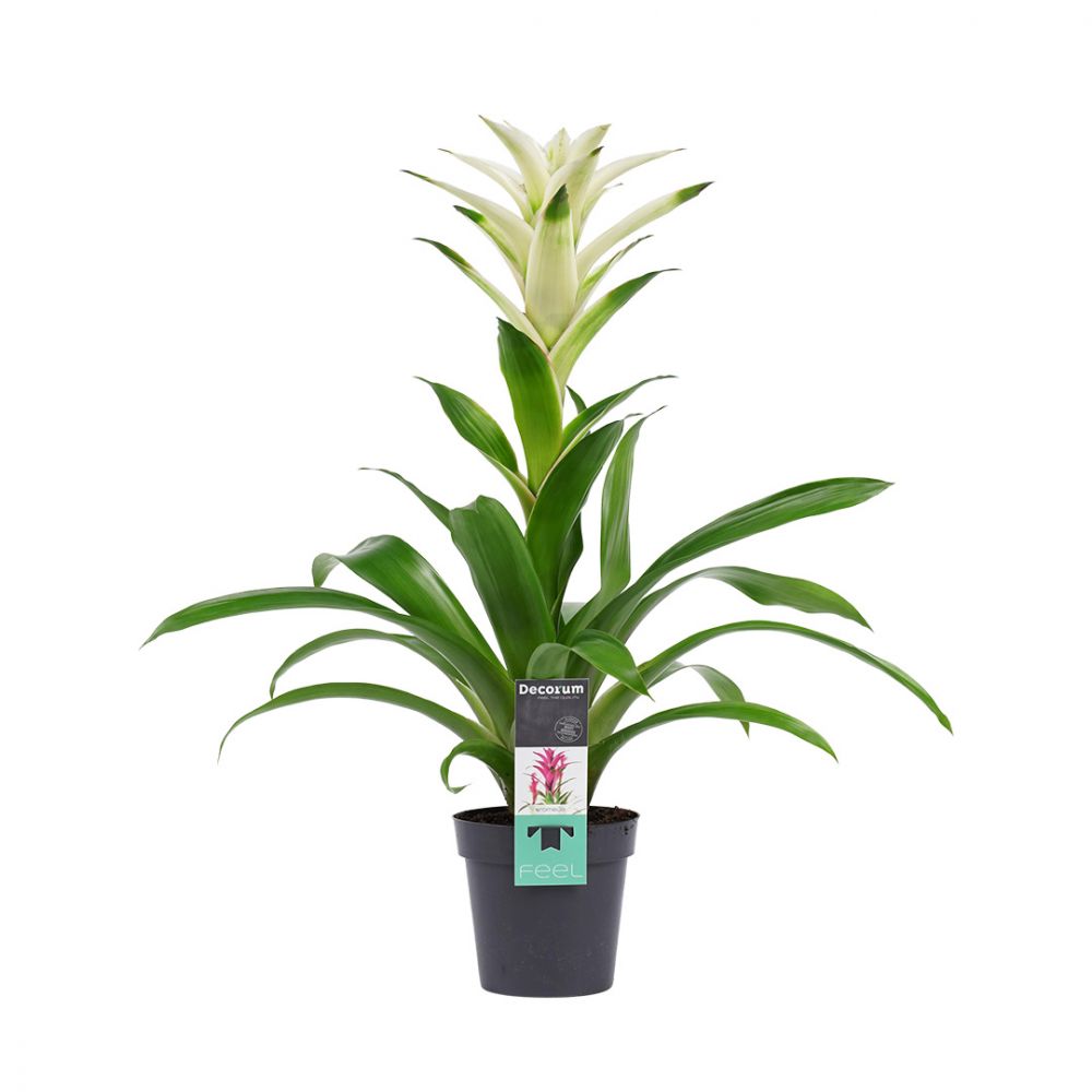 Bromelia Guzmania Mara Plant Price in Dubai, UAE