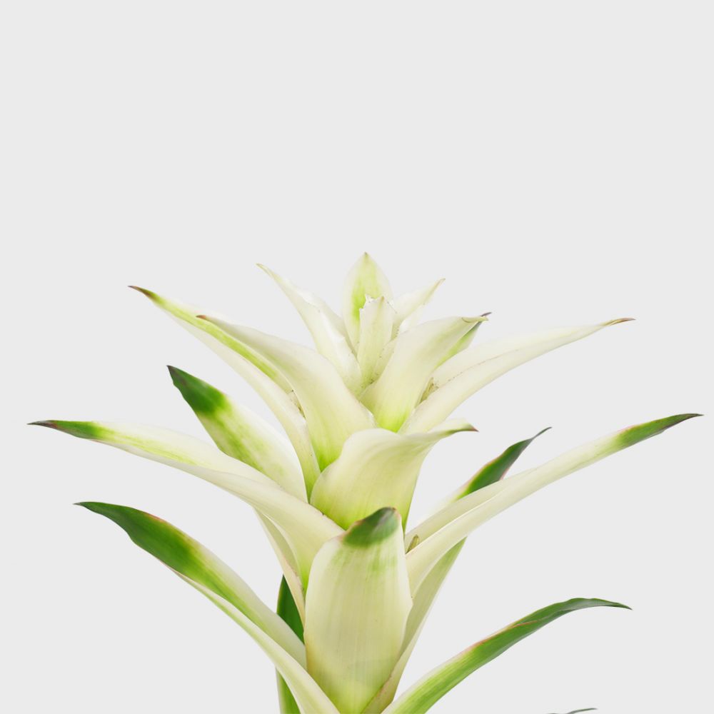 Bromelia Guzmania Mara Plant Price in Dubai, UAE - Image 2