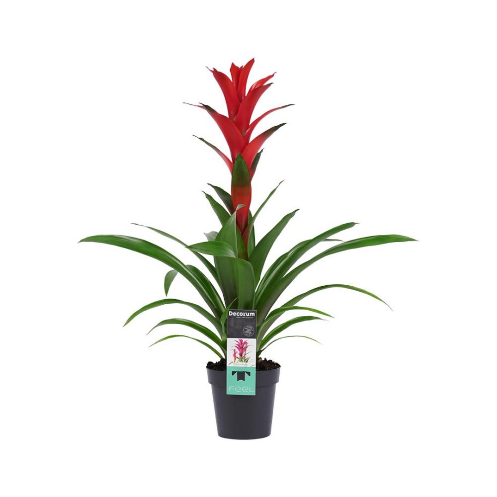 Bromelia Guzmania Ostara Plant Price in Dubai, UAE