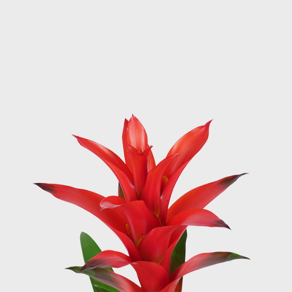 Bromelia Guzmania Ostara Plant Price in Dubai, UAE - Image 2