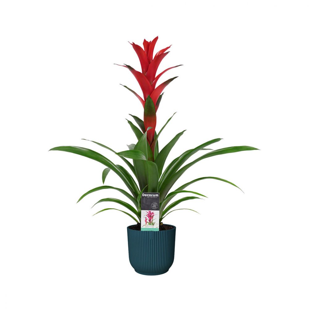 Bromelia Guzmania Ostara Plant Price in Dubai, UAE