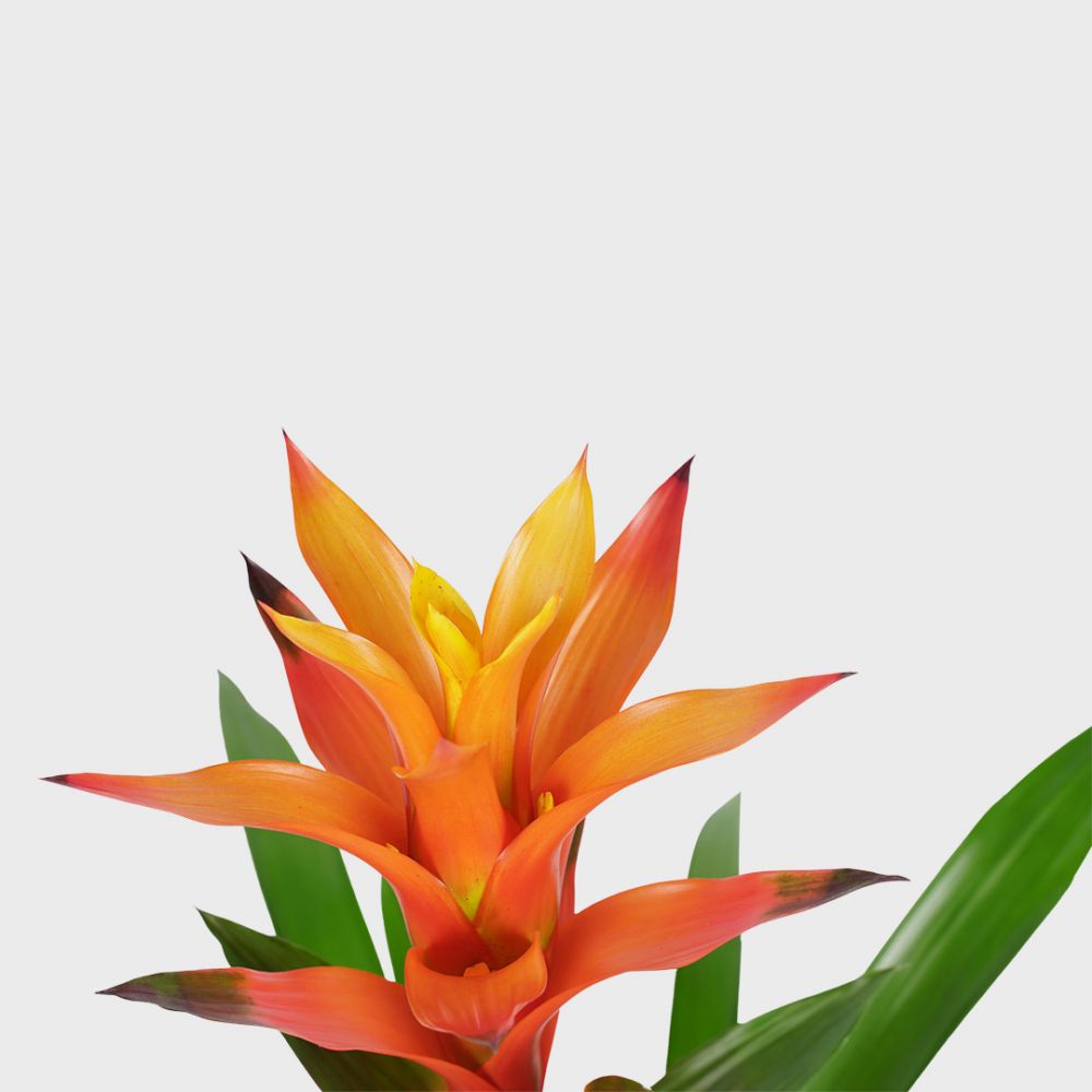 Bromelia Guzmania Variada Plant Price in Dubai, UAE - Image 2