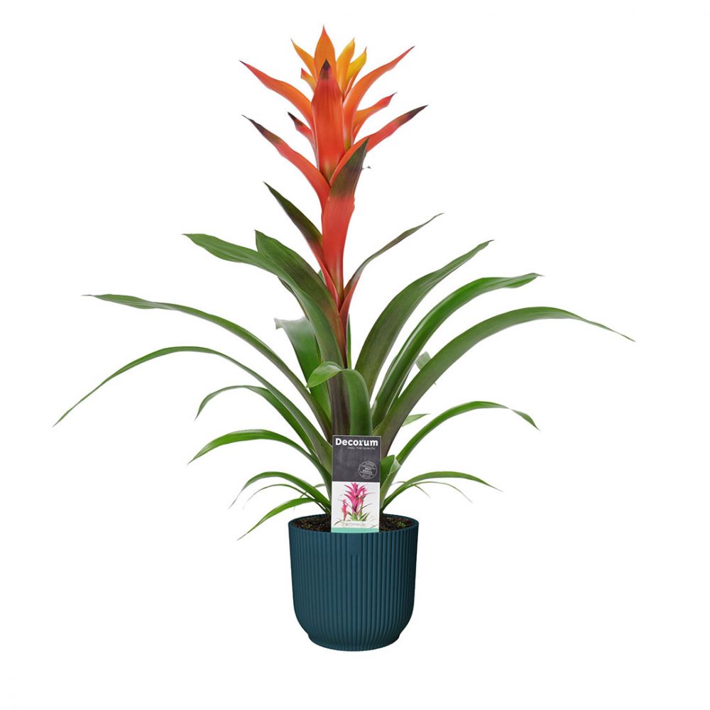 Bromelia Guzmania Variada Plant Price in Dubai, UAE