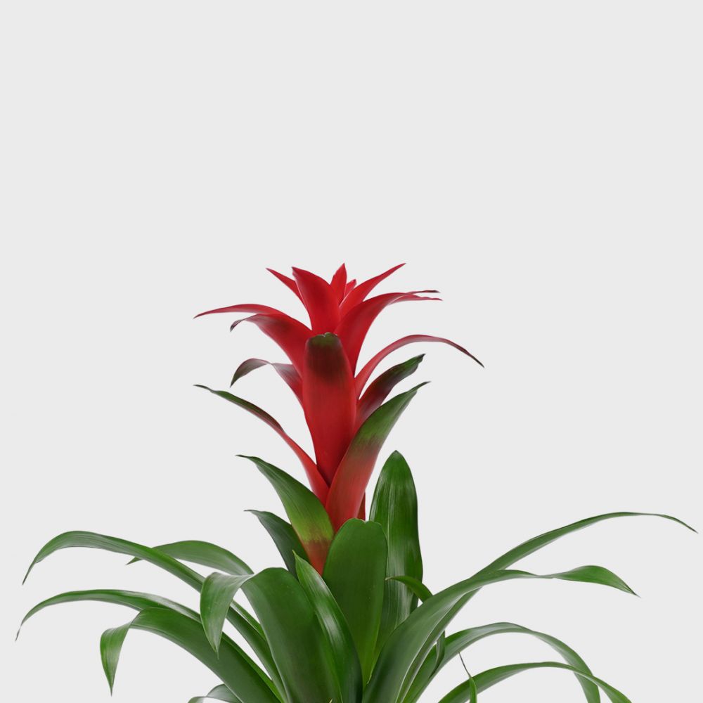 Bromelia Guzmania Calypso Plant Price in Dubai, UAE - Image 2