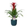 Bromelia Guzmania Calypso Plant Price in Dubai, UAE