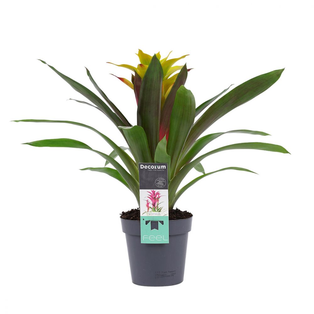 Bromelia Guzmania Fancy Plant Price in Dubai, UAE