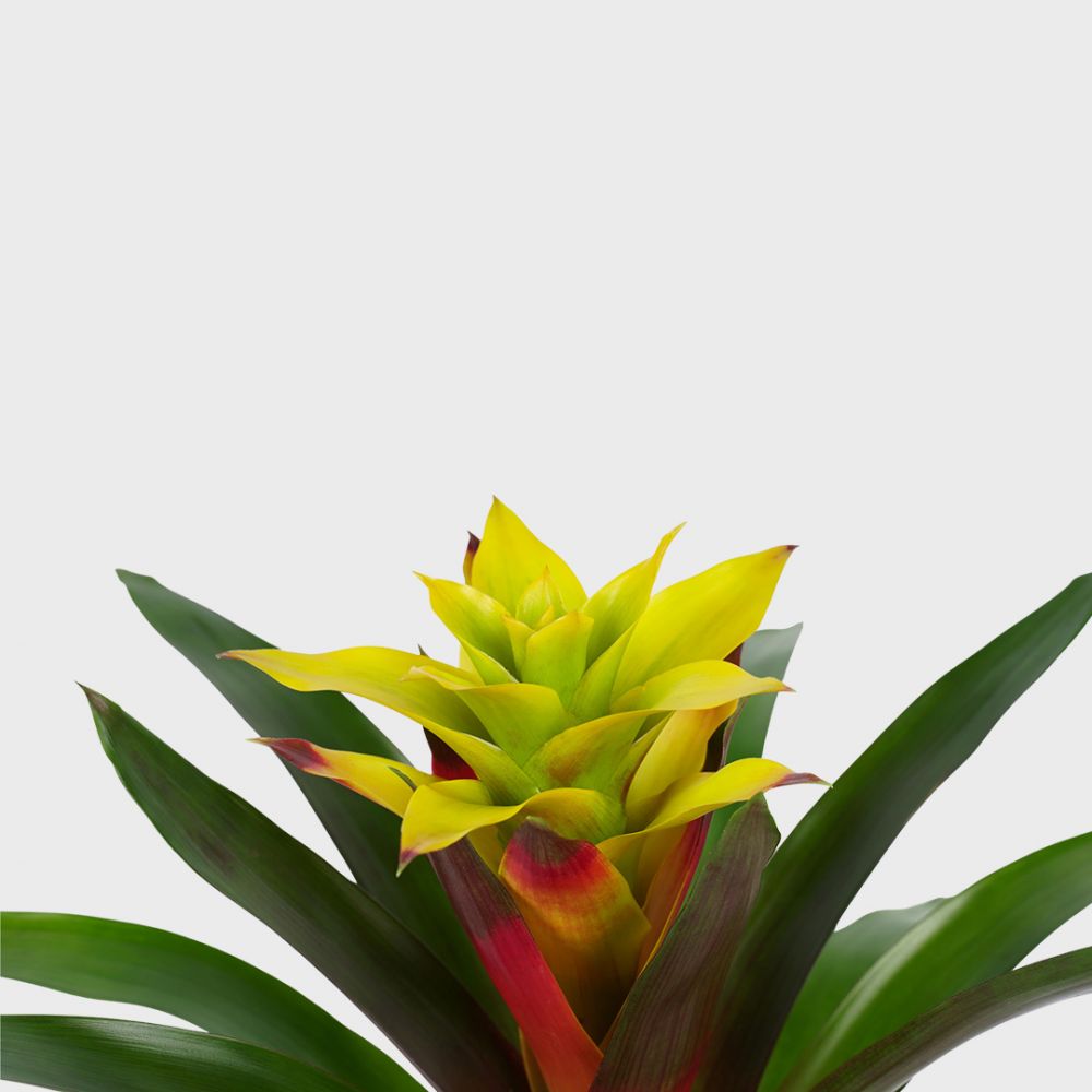 Bromelia Guzmania Fancy Plant Price in Dubai, UAE - Image 2