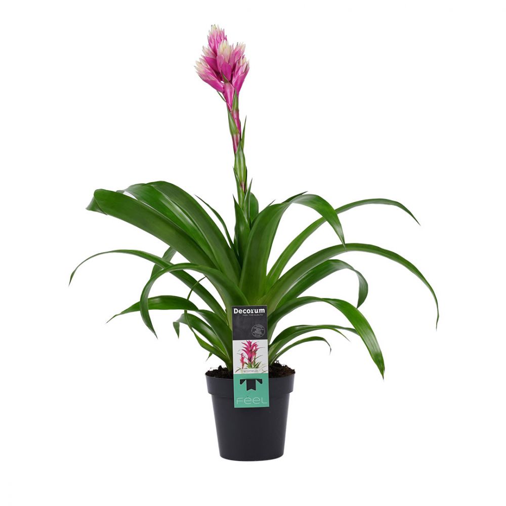 Bromelia Guzmania Candy Plant Price in Dubai,UAE