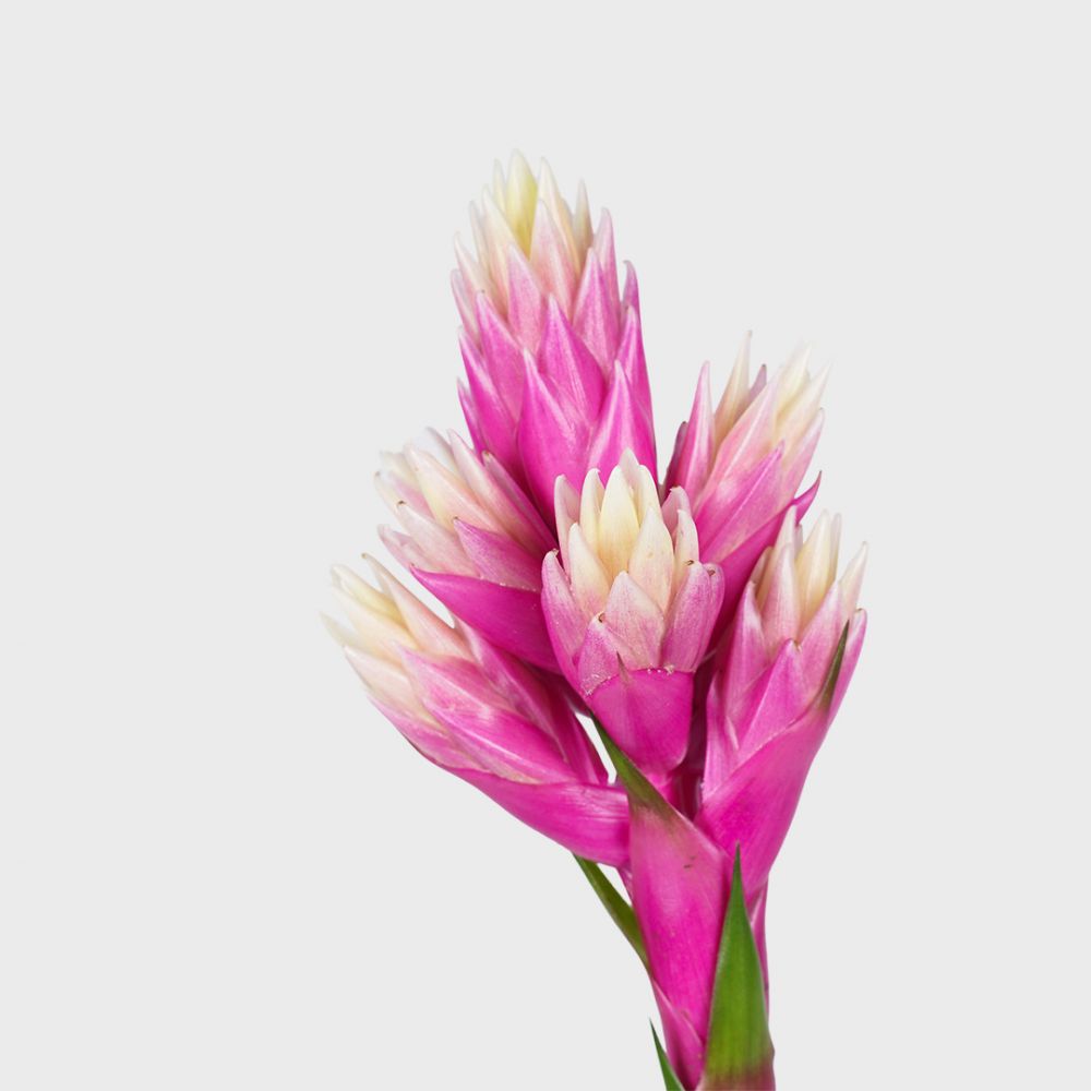 Bromelia Guzmania Candy Plant Price in Dubai,UAE - Image 2