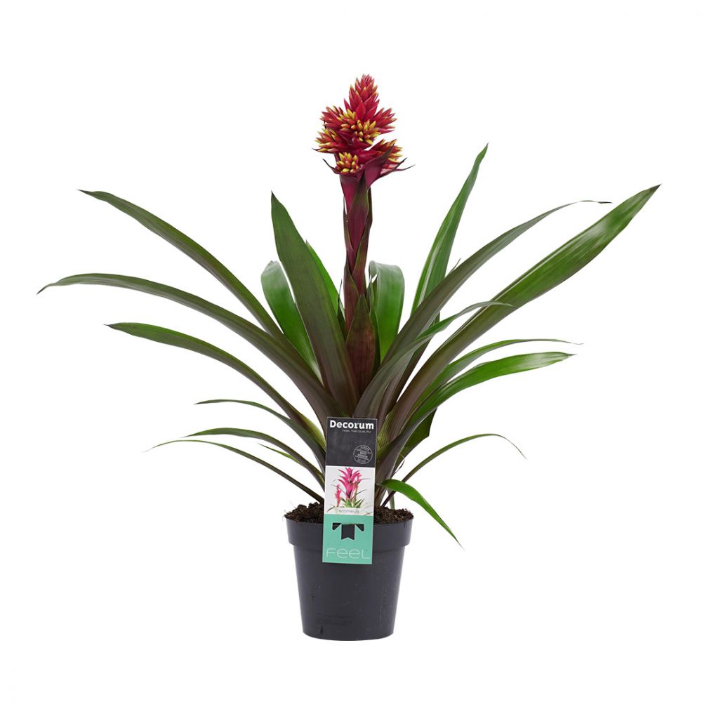 Bromelia Guzmania Brush Plant Price in Dubai, UAE
