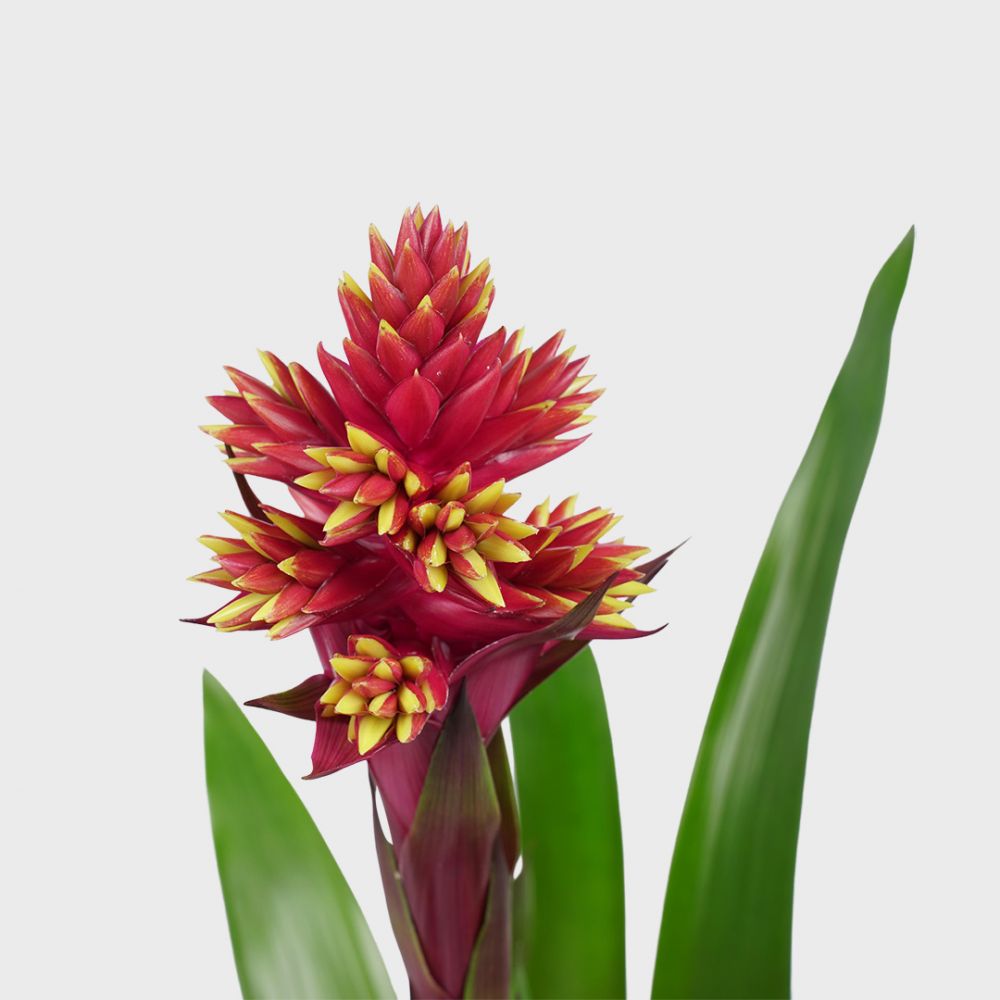 Bromelia Guzmania Brush Plant Price in Dubai, UAE - Image 2