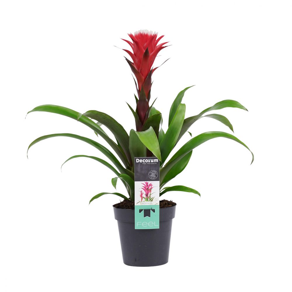 Bromelia Guzmania Hope Plant Price in Dubai, UAE