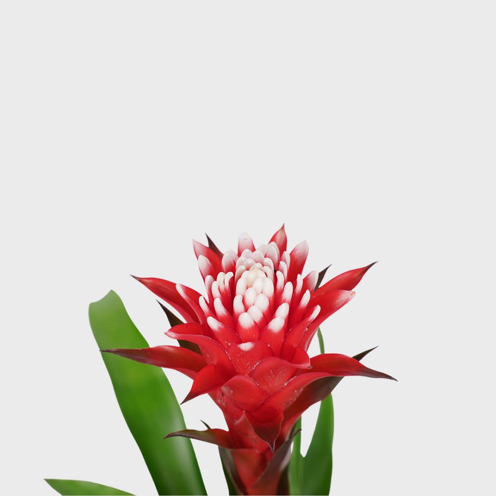 Bromelia Guzmania Hope Plant Price in Dubai, UAE - Image 2