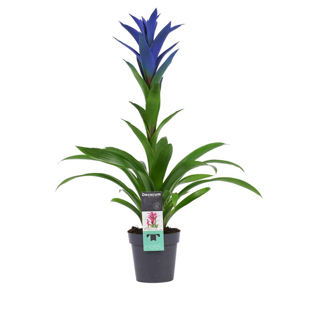 Bromelia Guzmania Ocean Blue Plant Price in Dubai, UAE