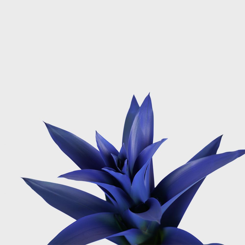 Bromelia Guzmania Ocean Blue Plant Price in Dubai, UAE - Image 2