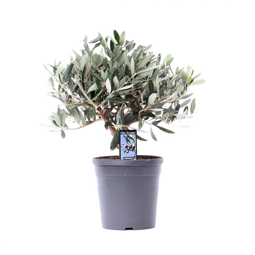 Olive Tree Plant Price in Dubai, UAE