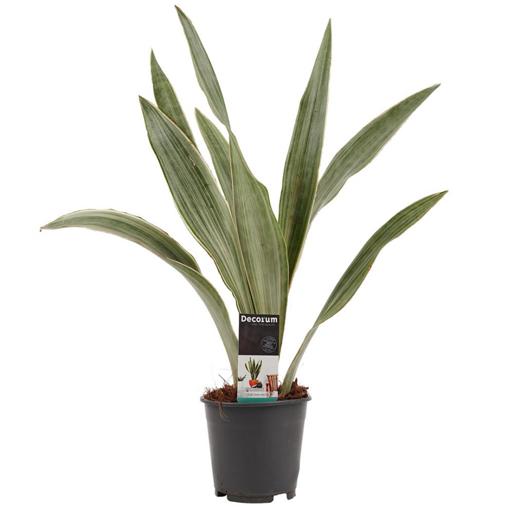 Sansevieria Metallica Plant Price in Dubai, UAE