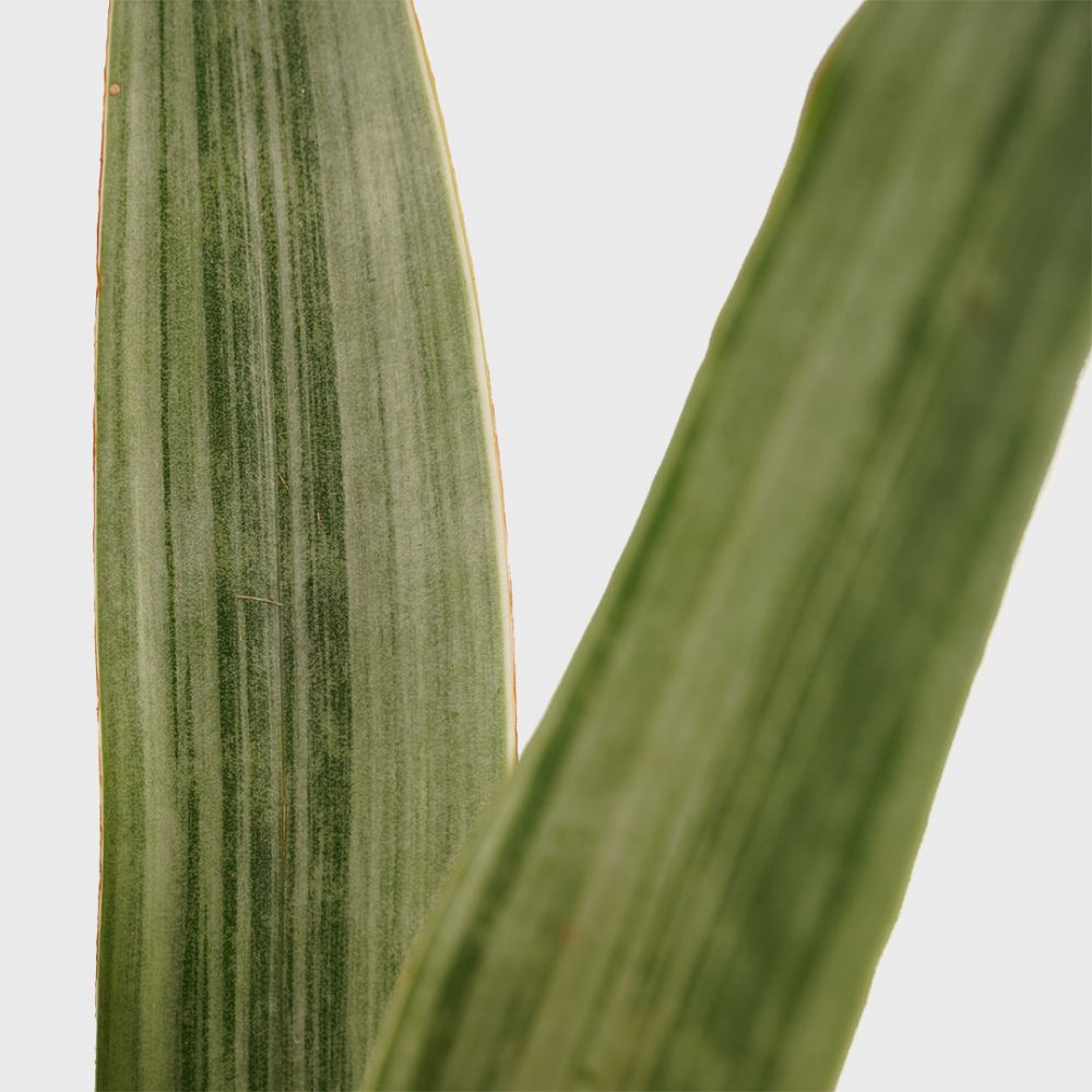 Sansevieria Metallica Plant Price in Dubai, UAE - Image 2