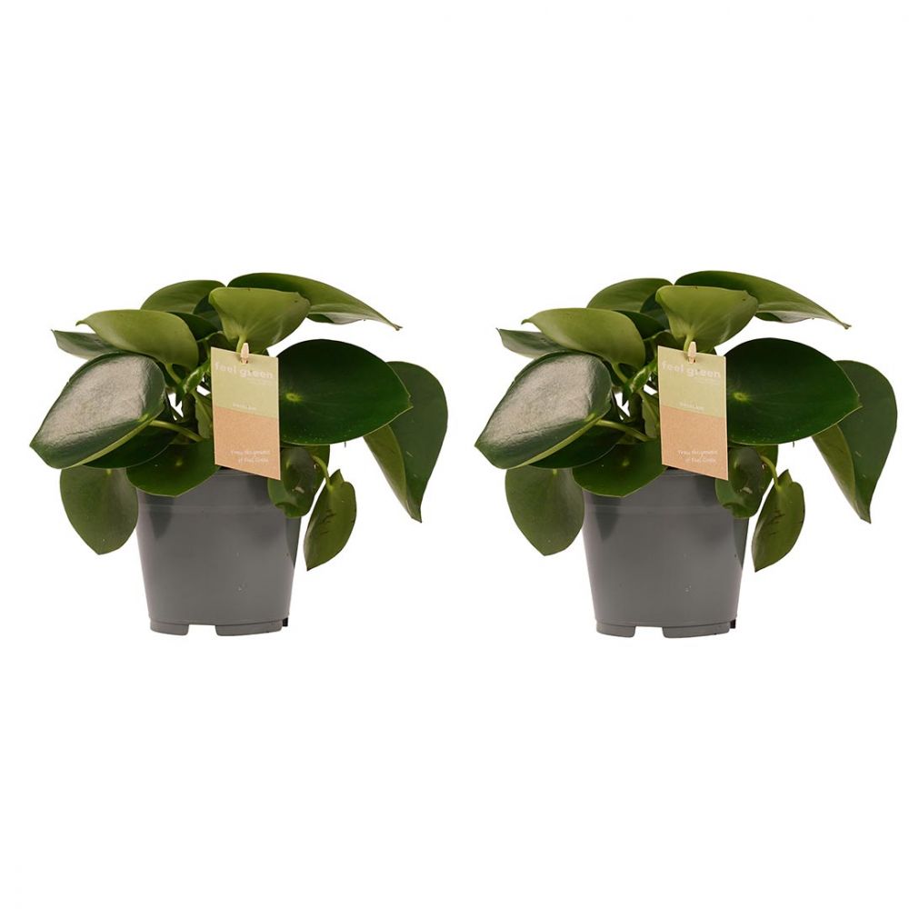 Peperomia Raindrop duo Plant Price in Dubai, UAE