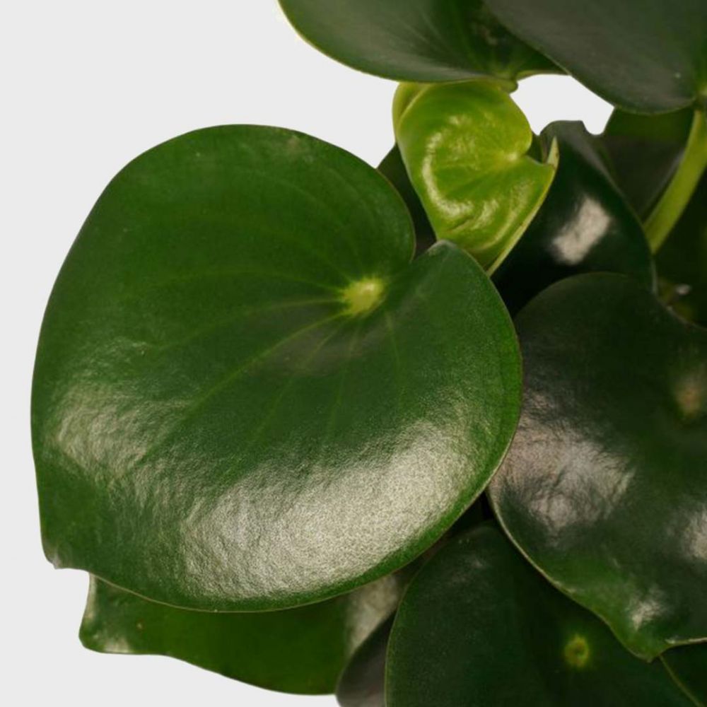 Peperomia Raindrop duo Plant Price in Dubai, UAE - Image 2