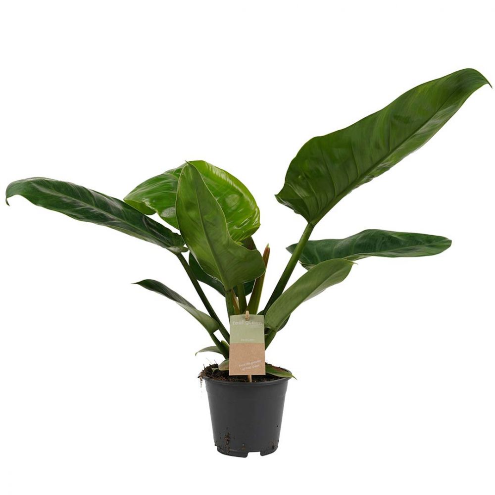 Philodendron Imperial Green Plant Price in Dubai, UAE
