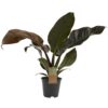 Philodendron Imperial Red Plant Price in Dubai, UAE
