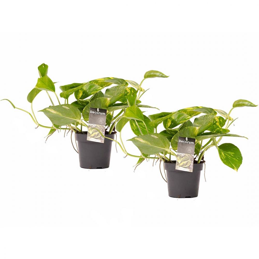 Scindapsus Aureum duo Plant Price in Dubai, UAE