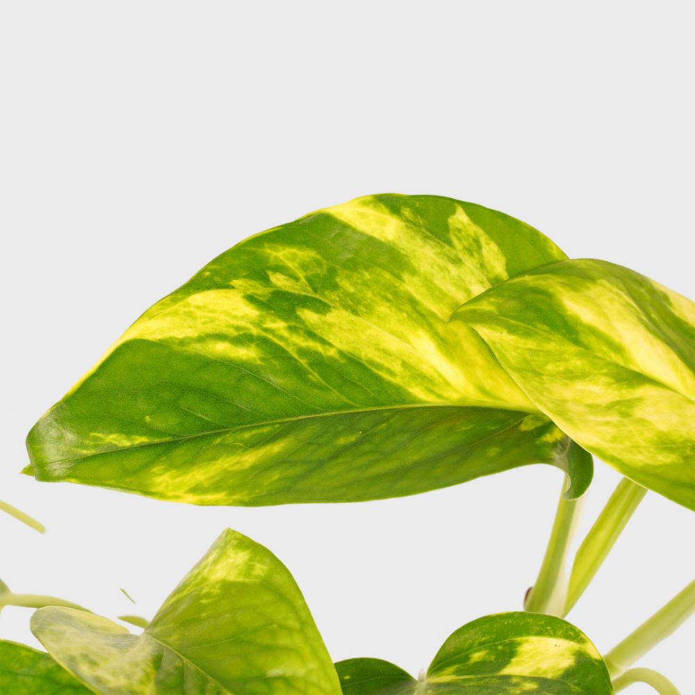 Scindapsus Aureum duo Plant Price in Dubai, UAE - Image 2